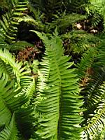 Polystichum Munitum (fam Dryopteridacees) (Ouest de l'Amerique du Nord) (02) (Photo F. Mrugala)